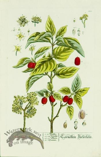 Blackwell German 117